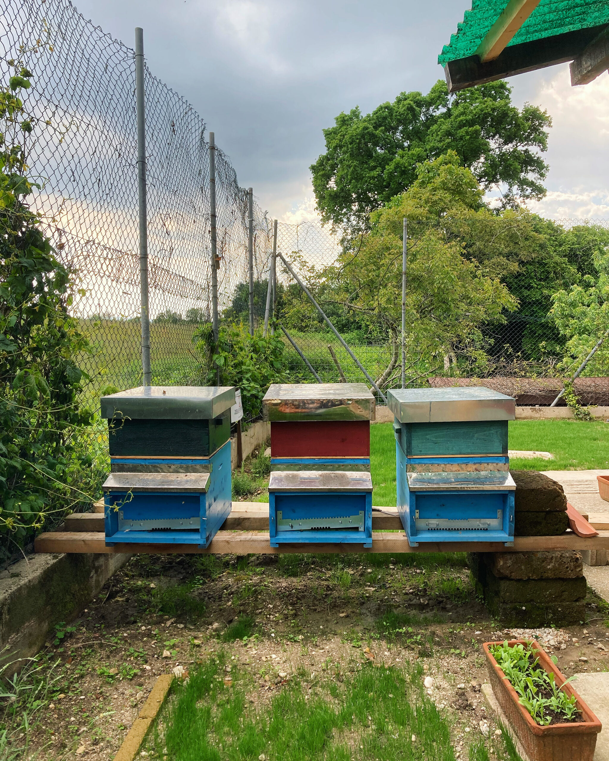 L'angolo verde di Nuova Vita dedicato all'attività apistica
